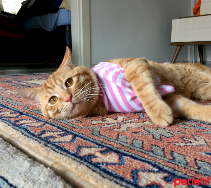 Tekir Kedi, Kedi  Ronald fotoğrafı