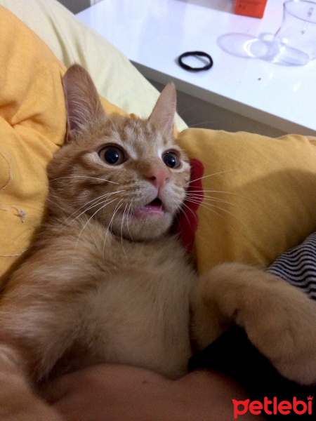 Tekir Kedi, Kedi  Ronald fotoğrafı
