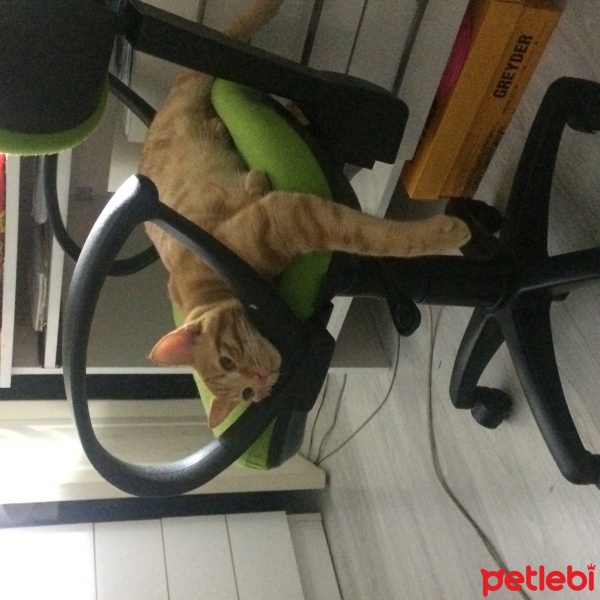 Tekir Kedi, Kedi  Ronald fotoğrafı