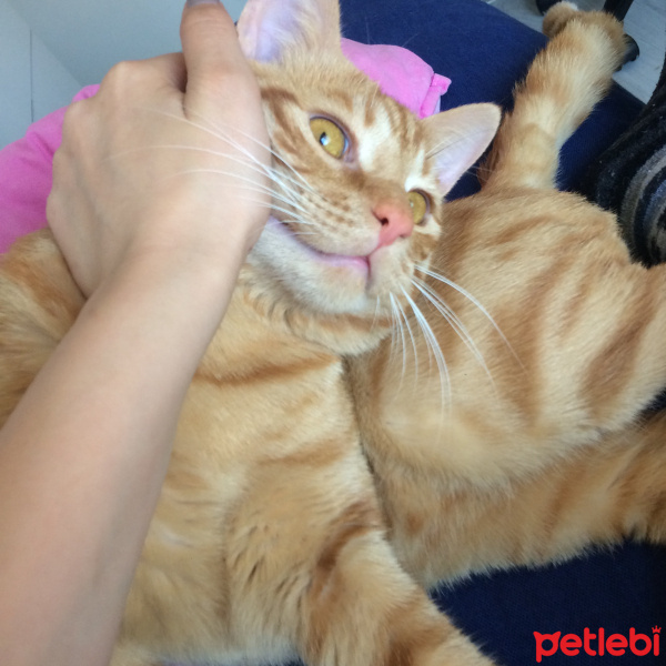 Tekir Kedi, Kedi  Ronald fotoğrafı