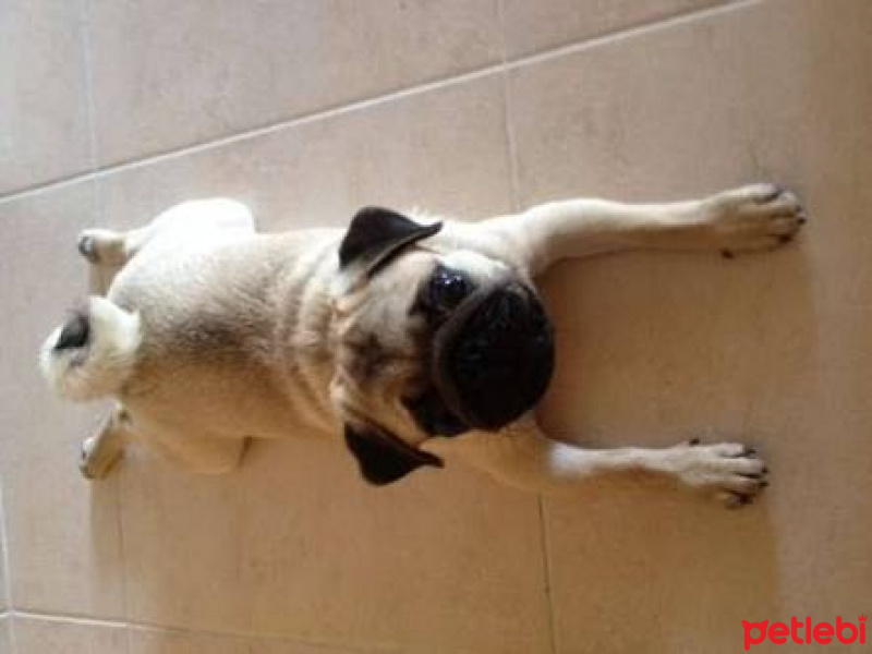 Pug, Köpek  Tina fotoğrafı