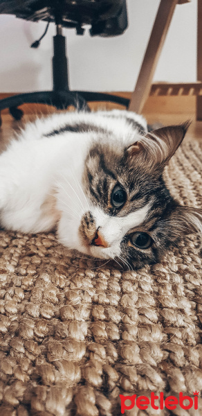 Tekir Kedi, Kedi  Bella fotoğrafı