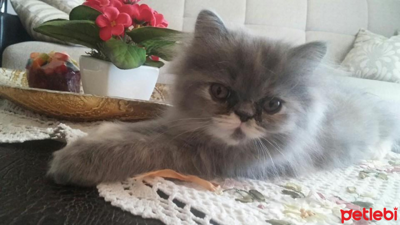 İran Kedisi (Persian), Kedi  DUMAN fotoğrafı