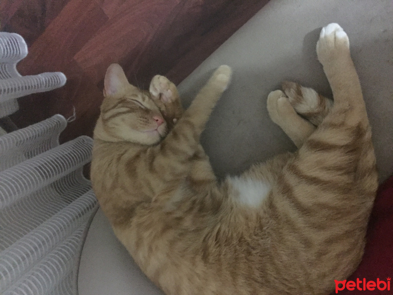 Tekir Kedi, Kedi  Patik fotoğrafı