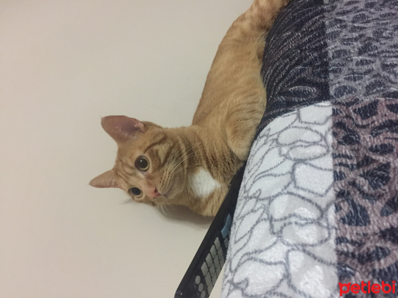 Tekir Kedi, Kedi  Patik fotoğrafı