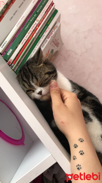 Scottish Fold, Kedi  Mia fotoğrafı