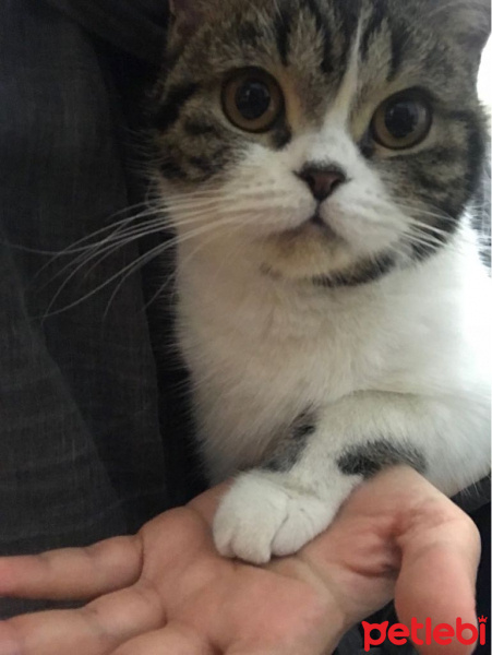 Scottish Fold, Kedi  Mia fotoğrafı