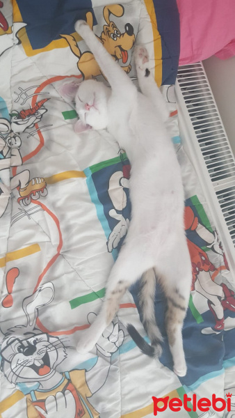 Tekir Kedi, Kedi  Merkür fotoğrafı