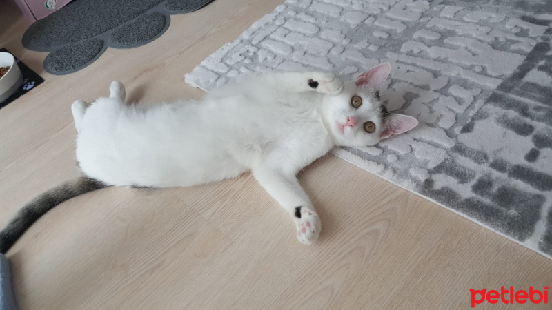 Tekir Kedi, Kedi  Merkür fotoğrafı