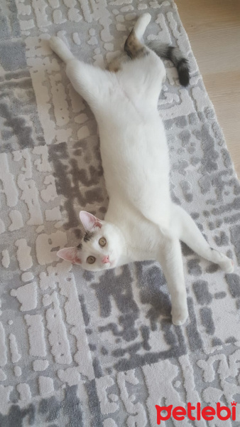 Tekir Kedi, Kedi  Merkür fotoğrafı