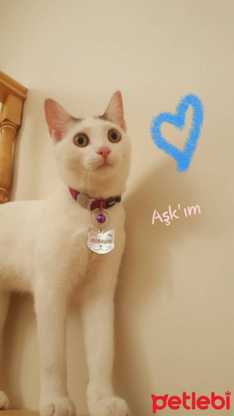 Tekir Kedi, Kedi  Merkür fotoğrafı