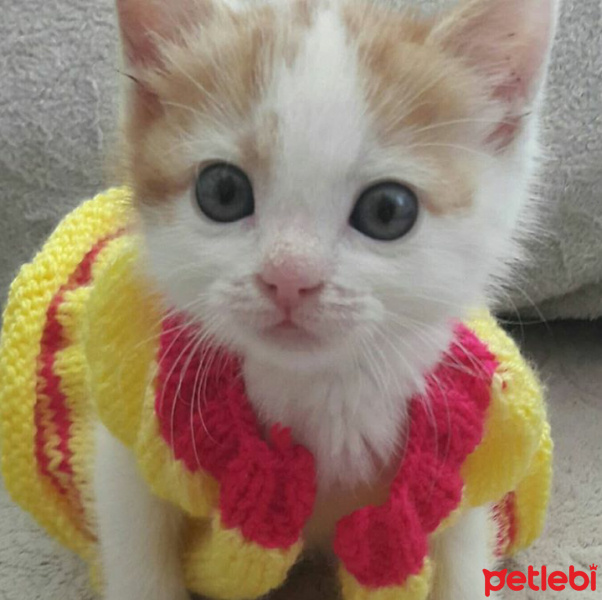 İran Kedisi (Persian), Kedi  Lora fotoğrafı