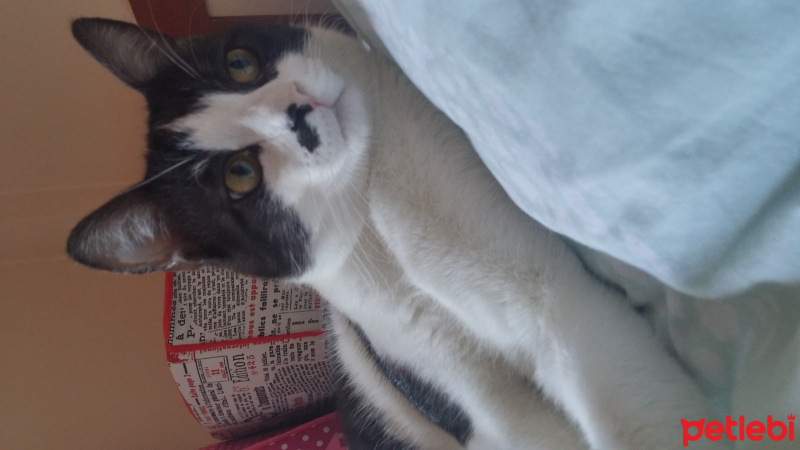 Tuxedo (Smokin) Kedi, Kedi  İzzet İgor fotoğrafı