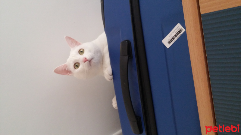 Tekir Kedi, Kedi  İvan fotoğrafı