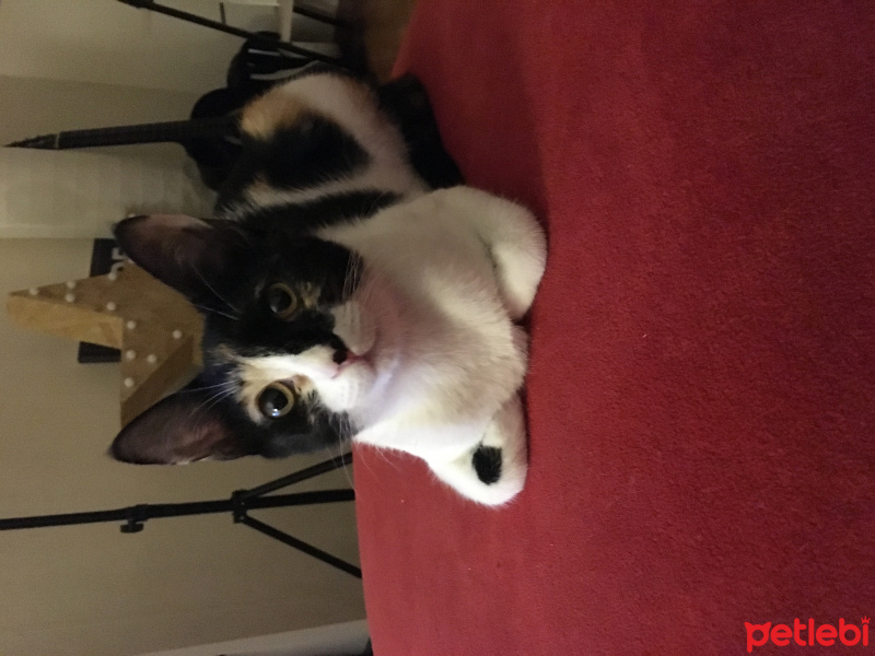 Tekir Kedi, Kedi  Miya fotoğrafı