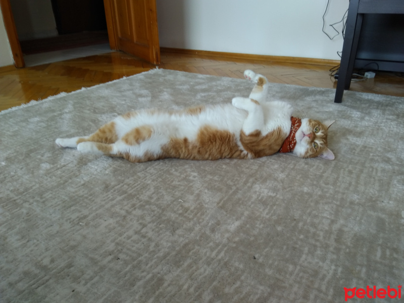 Tekir Kedi, Kedi  Tahsin fotoğrafı