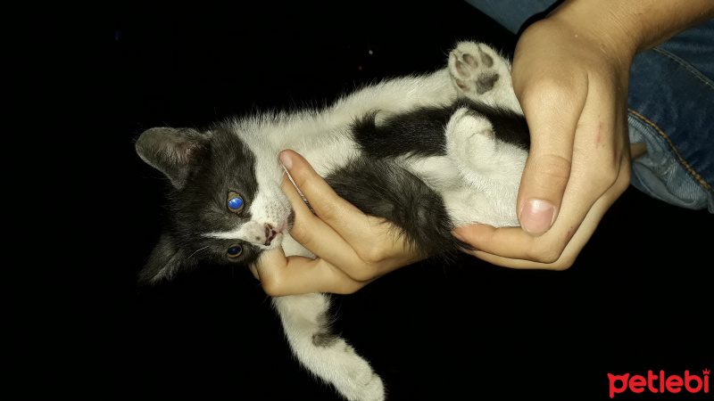 Tuxedo (Smokin) Kedi, Kedi  Kömür fotoğrafı