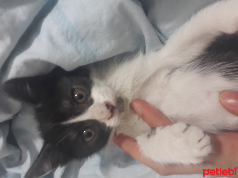 Tuxedo (Smokin) Kedi, Kedi  Kömür fotoğrafı