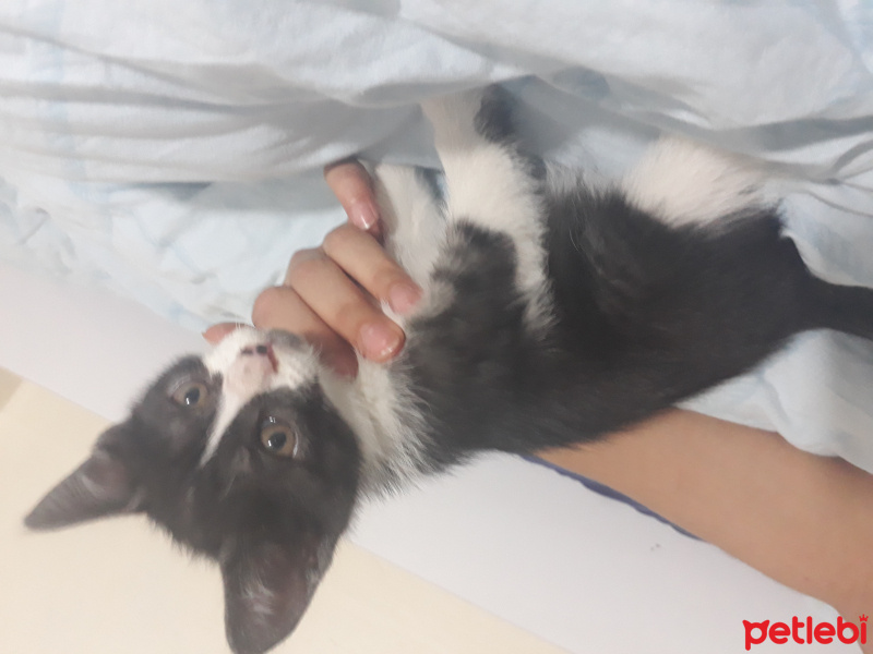Tuxedo (Smokin) Kedi, Kedi  Kömür fotoğrafı