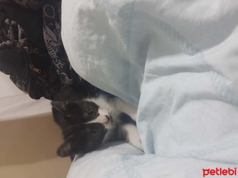 Tuxedo (Smokin) Kedi, Kedi  Kömür fotoğrafı