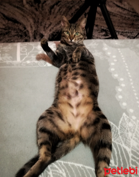 Tekir Kedi, Kedi  Nora fotoğrafı