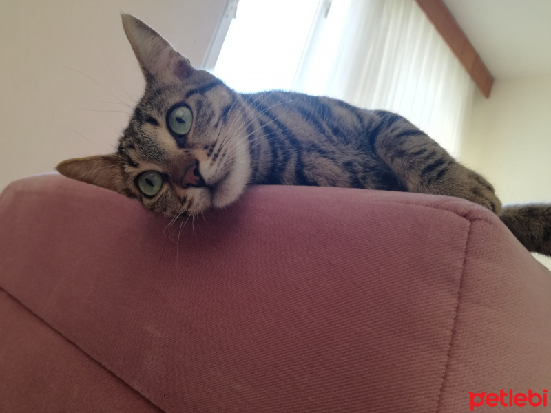 Tekir Kedi, Kedi  Nora fotoğrafı