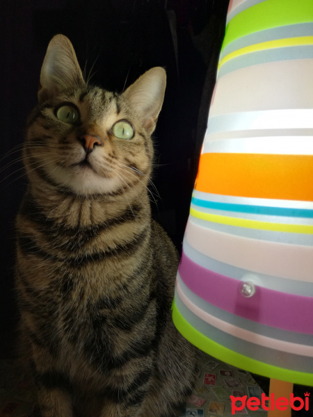 Tekir Kedi, Kedi  Nora fotoğrafı