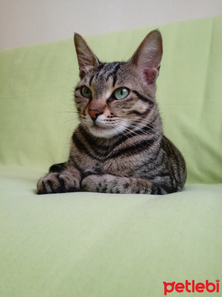 Tekir Kedi, Kedi  Nora fotoğrafı