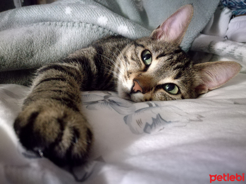Tekir Kedi, Kedi  Nora fotoğrafı
