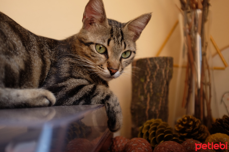 Tekir Kedi, Kedi  Nora fotoğrafı
