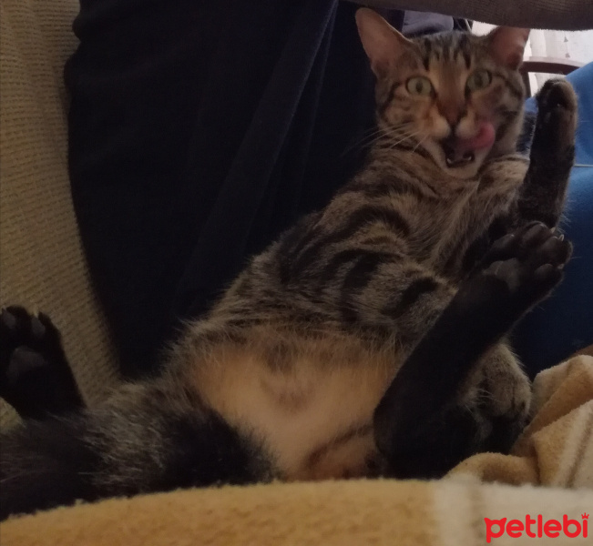 Tekir Kedi, Kedi  Nora fotoğrafı