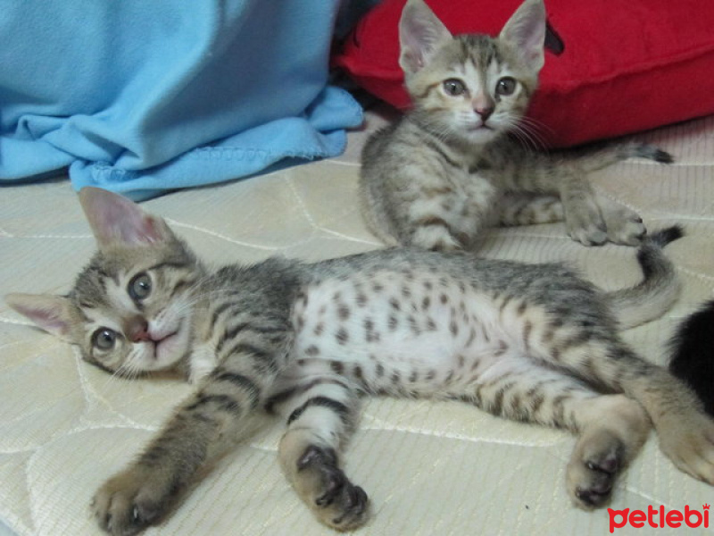 American Keuda, Kedi  Mia fotoğrafı