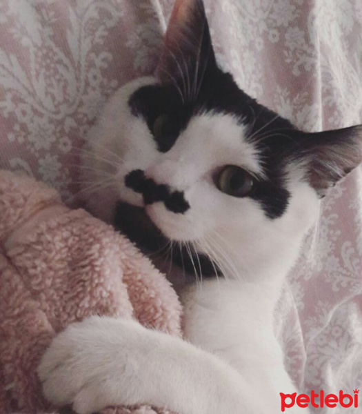 Tekir Kedi, Kedi  Çorap fotoğrafı