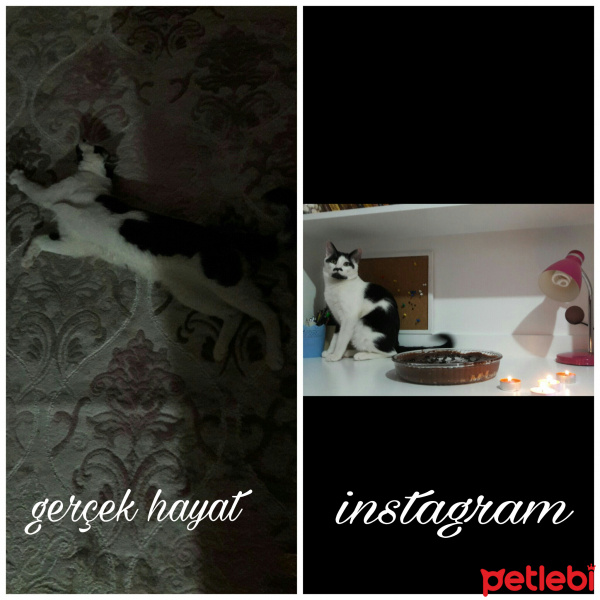 Tekir Kedi, Kedi  Çorap fotoğrafı