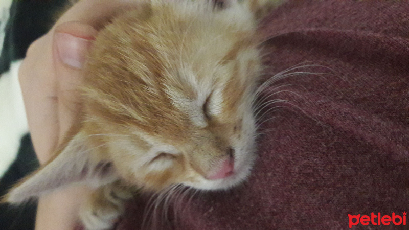 Tekir Kedi, Kedi  Minibüs fotoğrafı