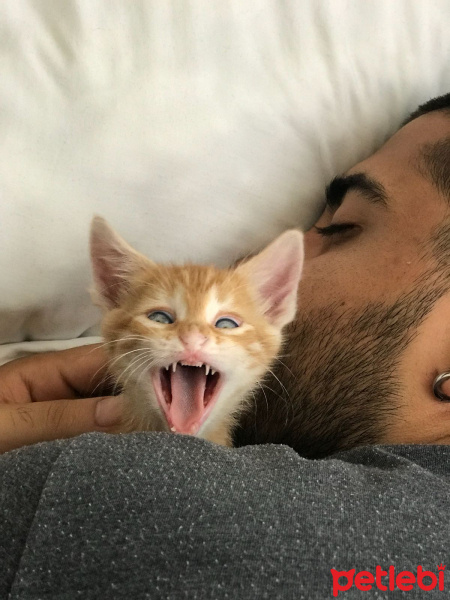 Tekir Kedi, Kedi  Minibüs fotoğrafı