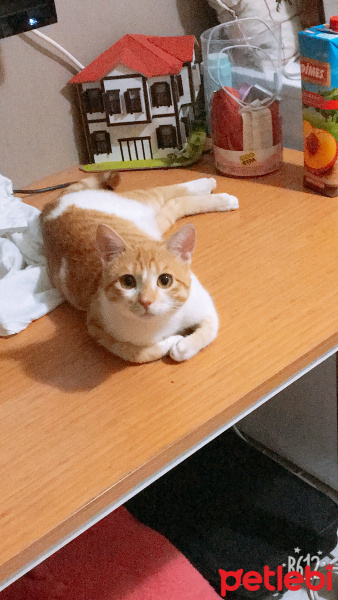 Manx, Kedi  Bobo fotoğrafı