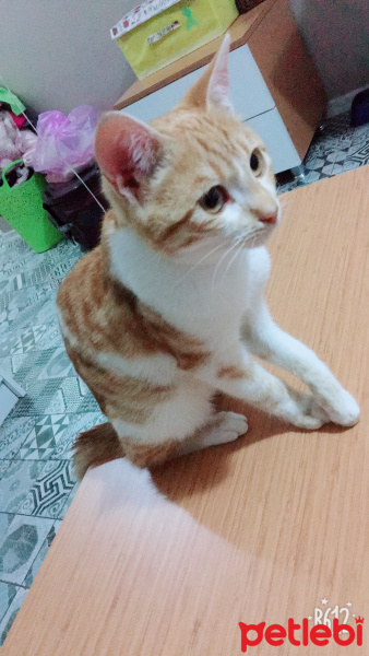 Manx, Kedi  Bobo fotoğrafı