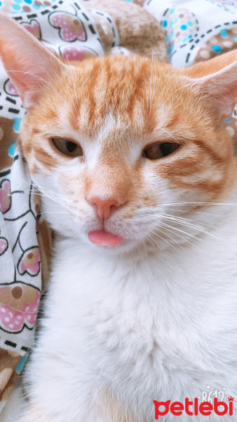 Manx, Kedi  Bobo fotoğrafı