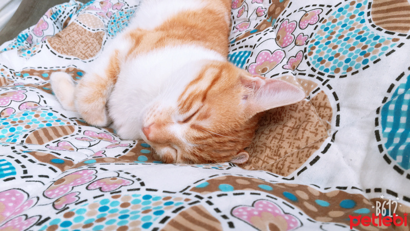 Manx, Kedi  Bobo fotoğrafı