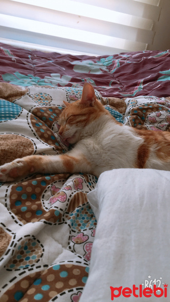 Manx, Kedi  Bobo fotoğrafı