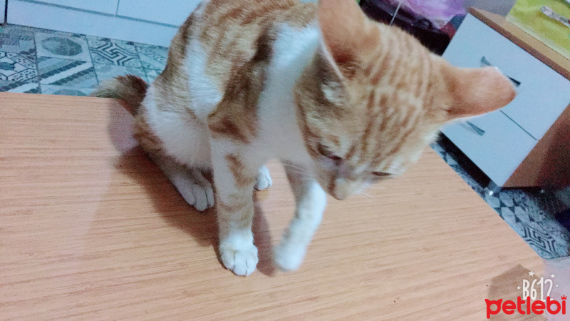 Manx, Kedi  Bobo fotoğrafı