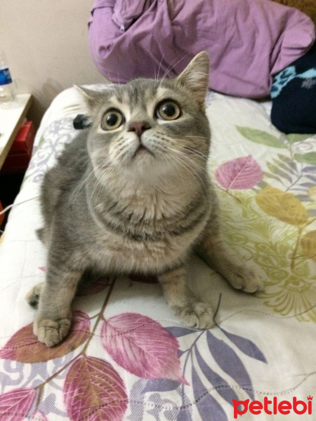 Scottish Fold, Kedi  Minnoş fotoğrafı