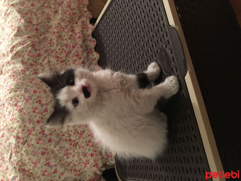 Tekir Kedi, Kedi  Şukufe fotoğrafı