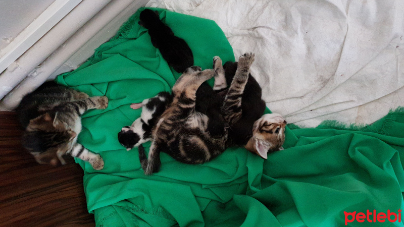 Tekir Kedi, Kedi  Yavru fotoğrafı