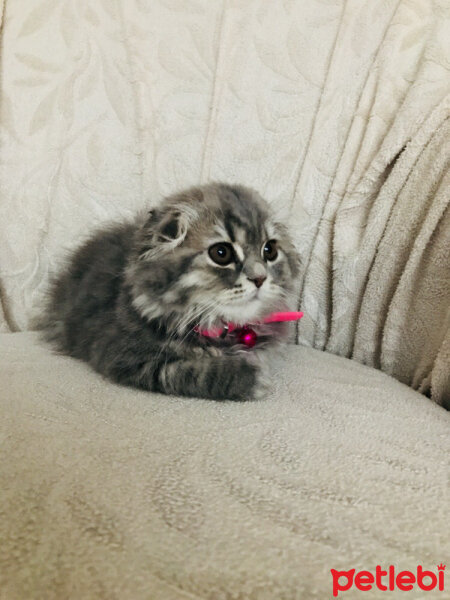 Scottish Fold, Kedi  Mia fotoğrafı