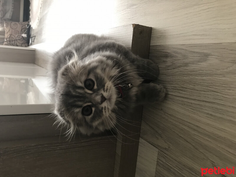 Scottish Fold, Kedi  Mia fotoğrafı