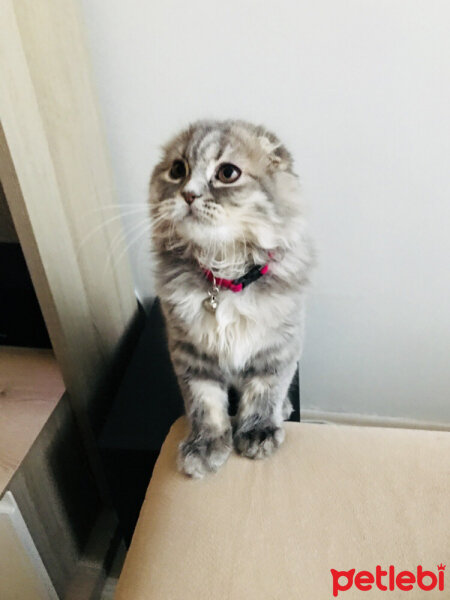 Scottish Fold, Kedi  Mia fotoğrafı