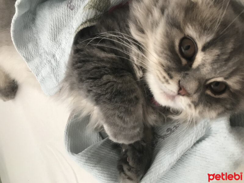 Scottish Fold, Kedi  Mia fotoğrafı