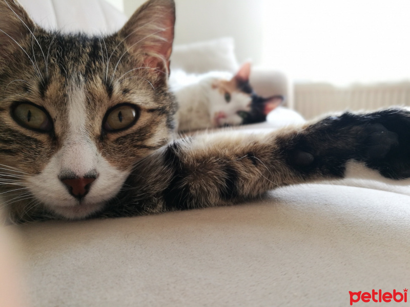 Tekir Kedi, Kedi  faik fotoğrafı